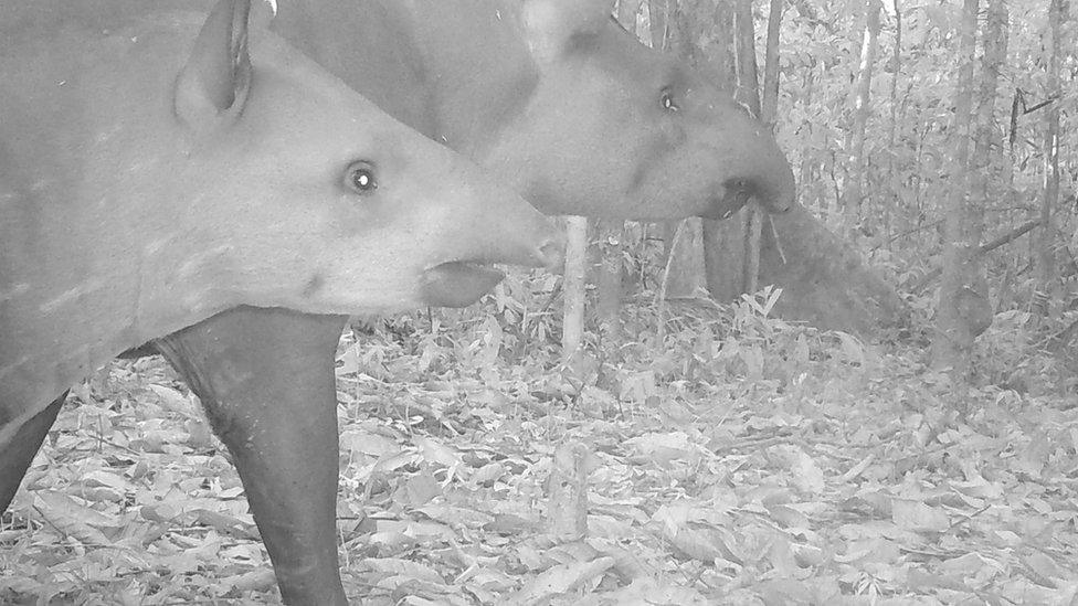 tapir-juruena-park.