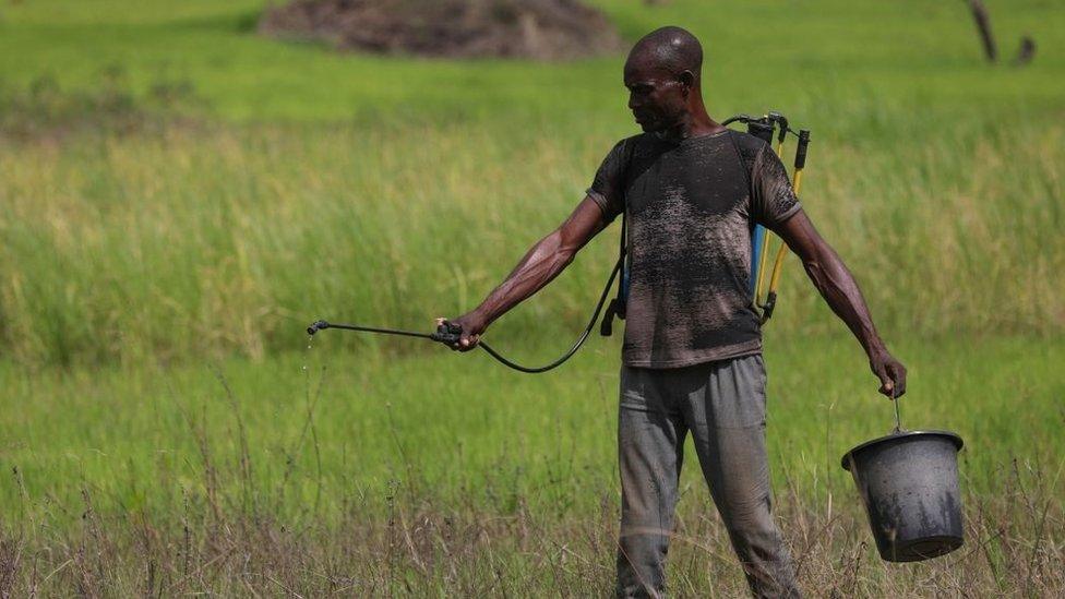 A farmer spraying his rice farm in Benue state, Nigeria