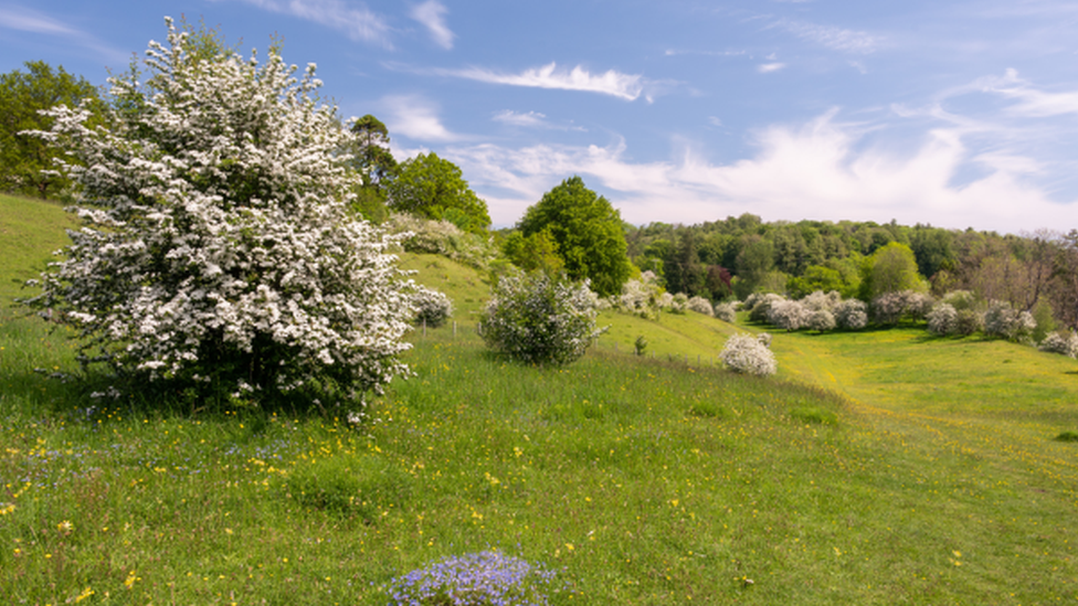 Daneway Banks nature reserve