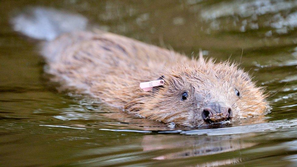 Beaver