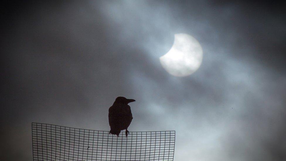 Crow and eclipse