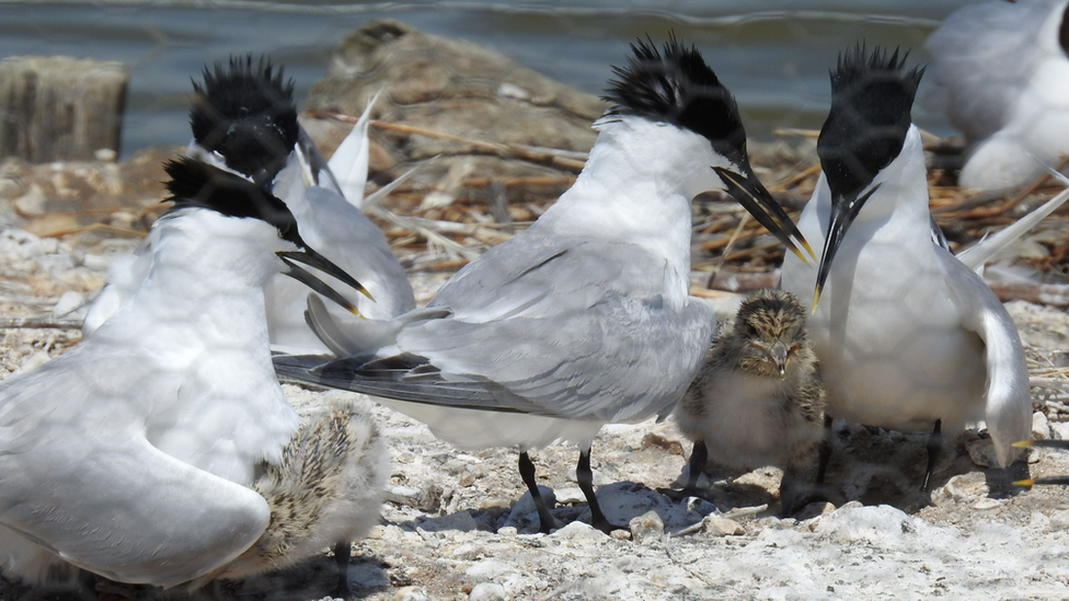 nesting sandwich terns