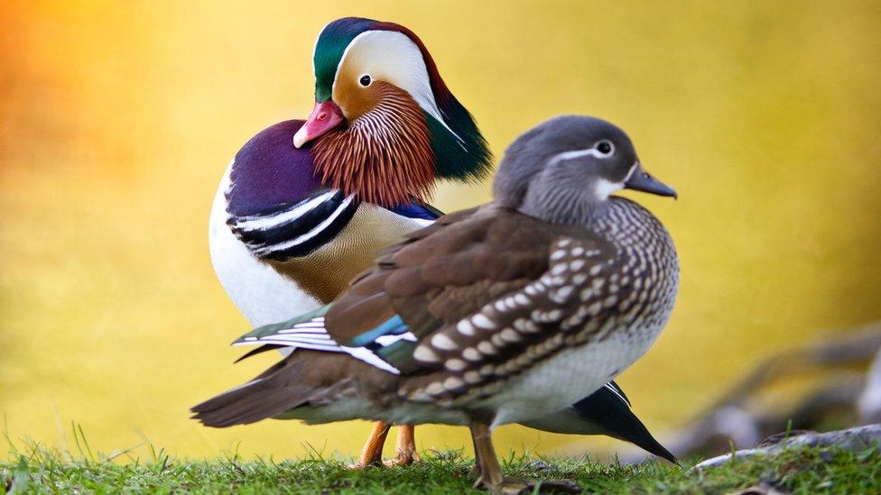 Mandarin ducks