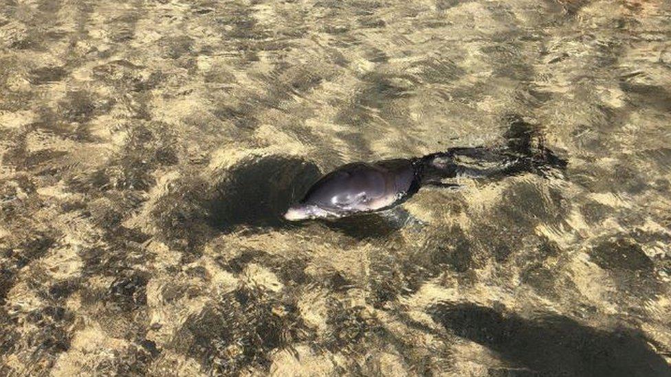 baby dolphin washed ashore