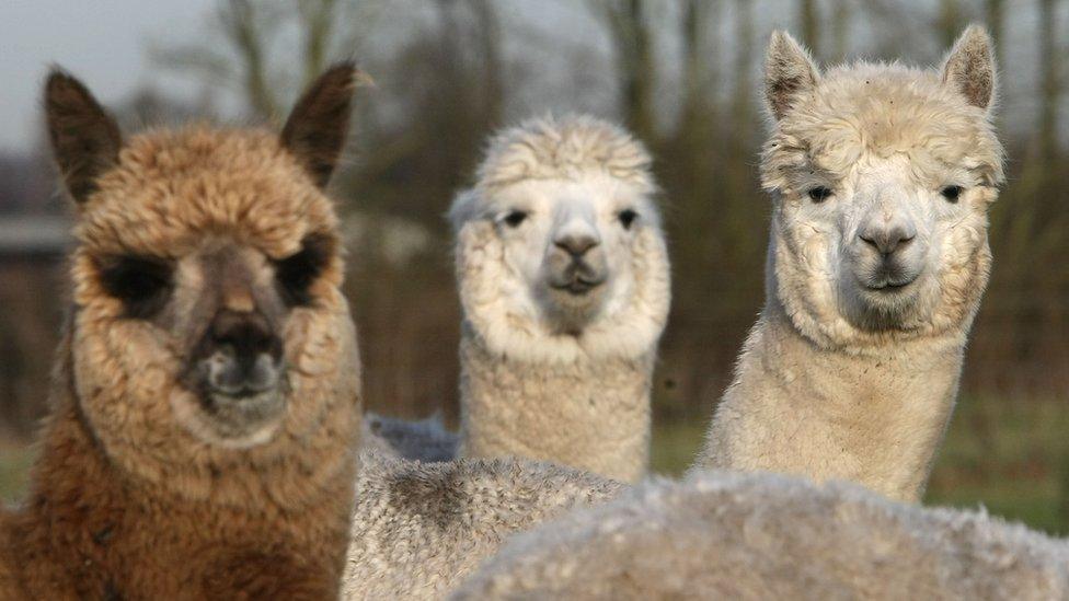 Alpacas