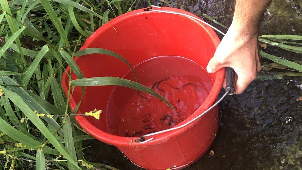 Elvers, bucket