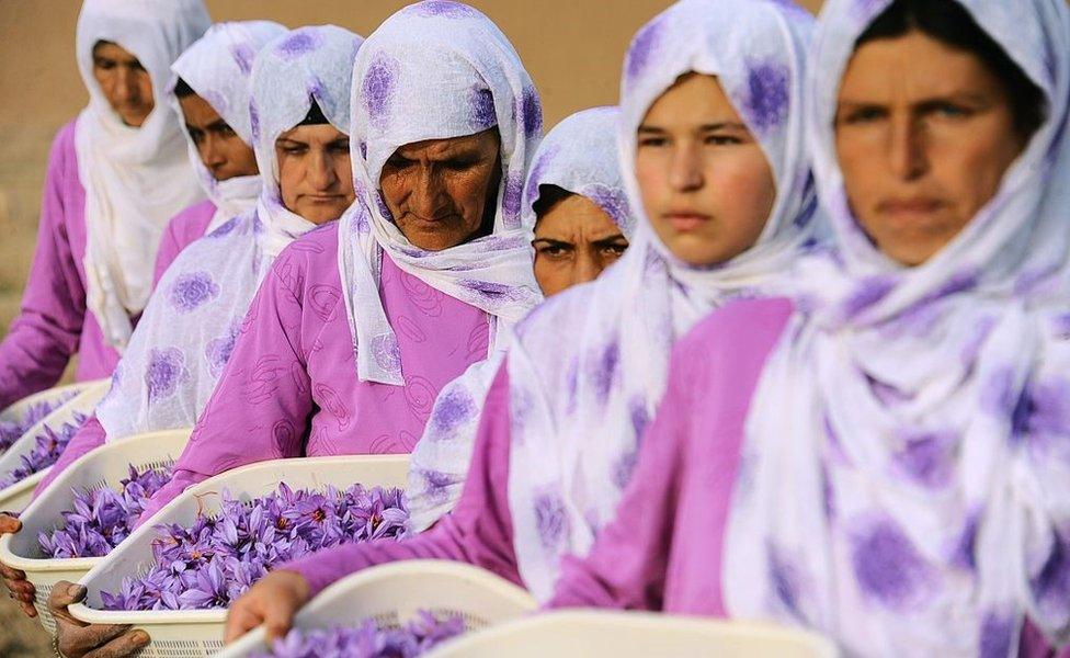 Afghan workers carry picked saffron flowers to be delivered to a farmer in the Ghoriyan District of Herat