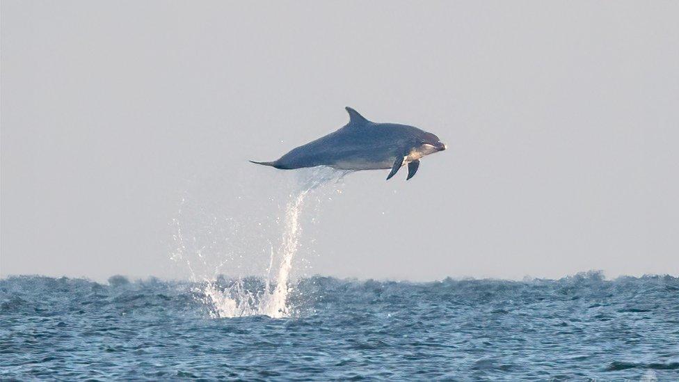 Dolphin leaping from the sea