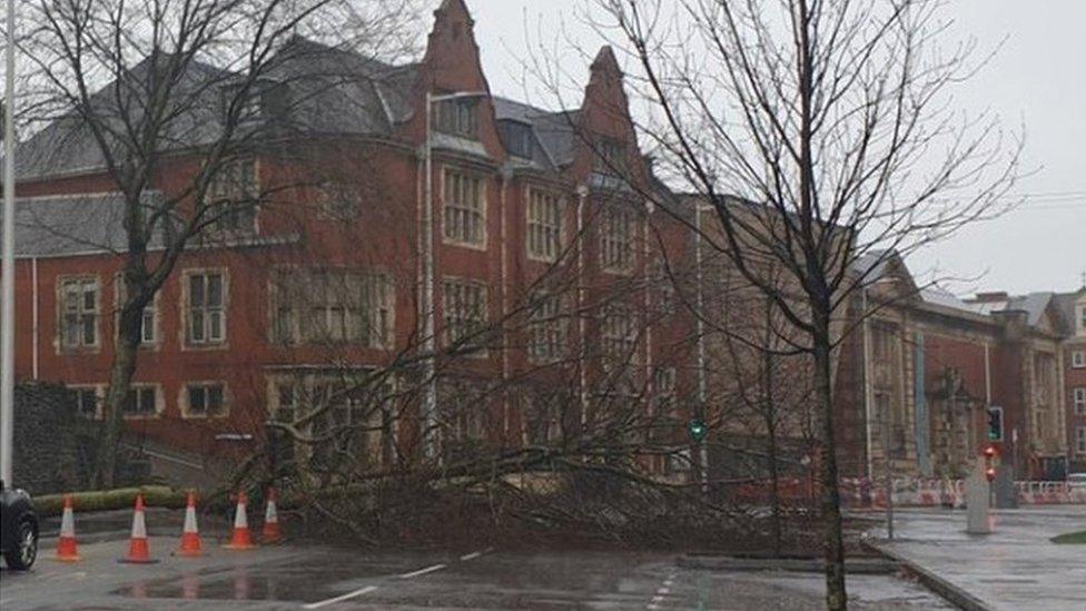 Tree blown over in Alexandra Road, Swansea