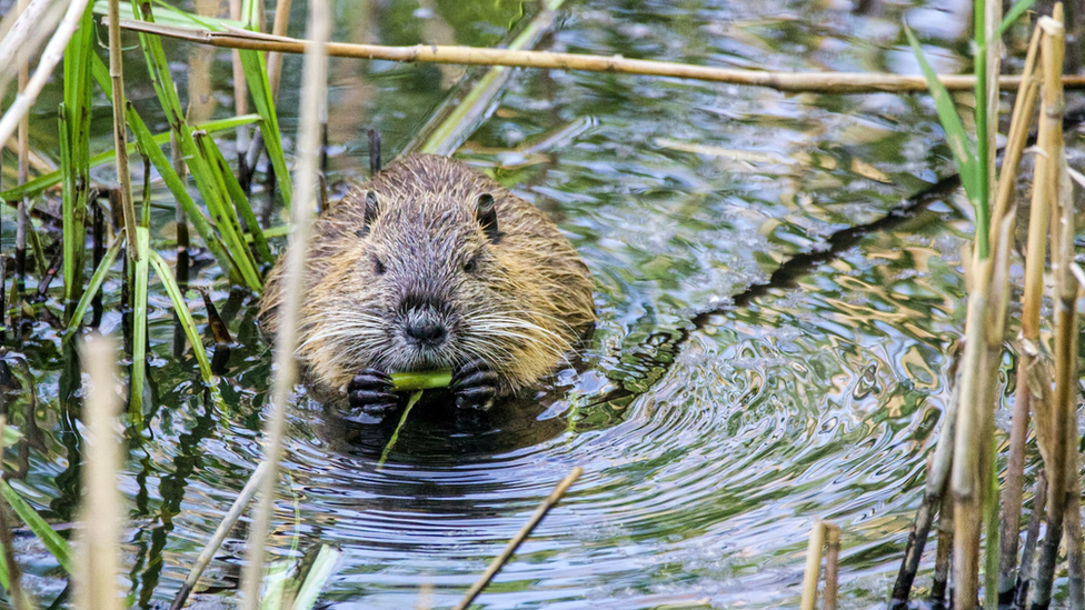 A beaver