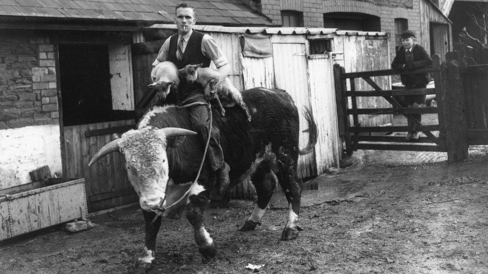 Farmer sitting on bull and carrying two lambs