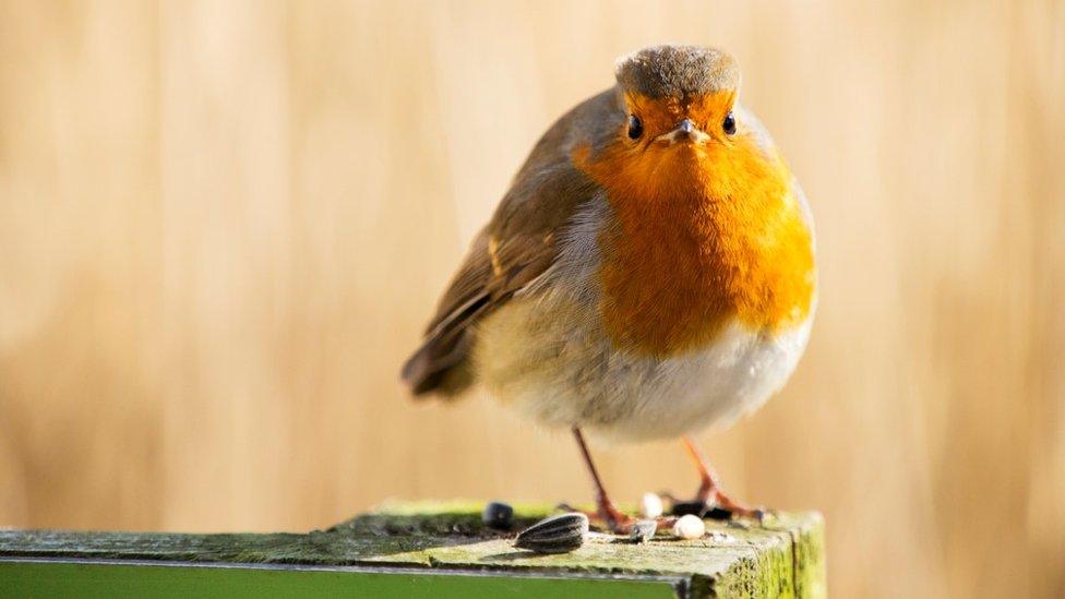 European robin (c) Science Photo Library