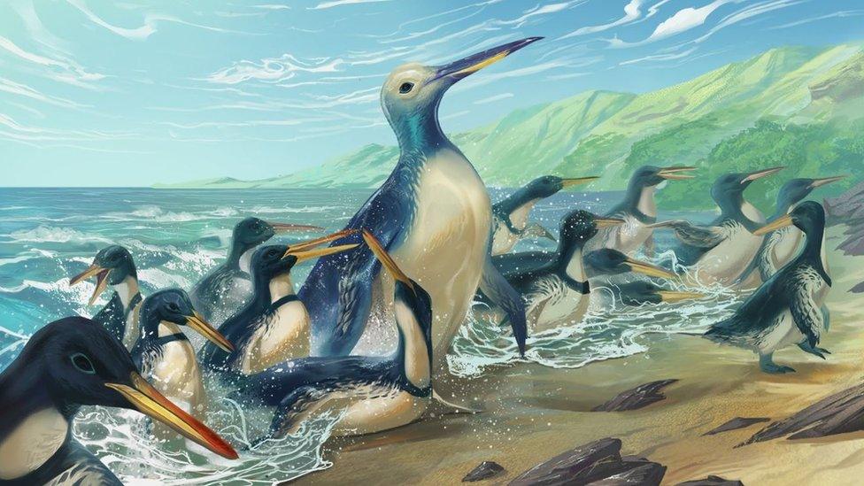 Artist's impression of how the ancient giant penguin might have looked