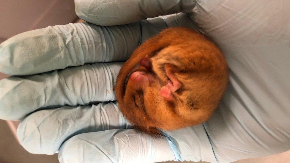 Captive-bred dormice have to go through quarantine and health checks before they are released into the wild