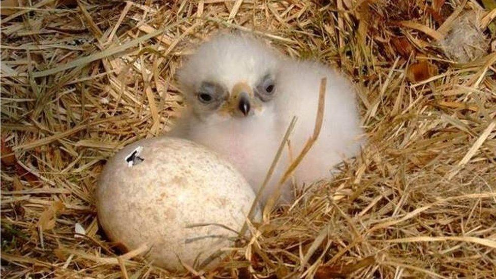 eagle chick