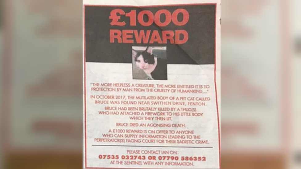 Cat reward advert