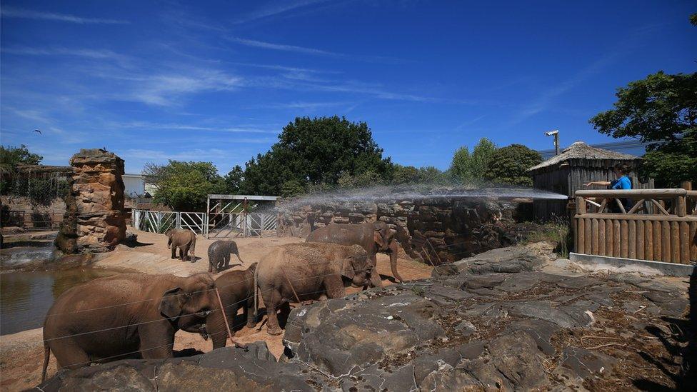 Elephants at Chester Zoo, being sprayed with water in the heat