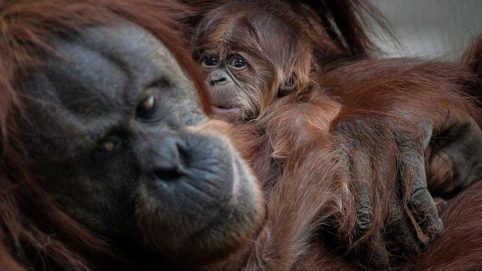 Orangutans