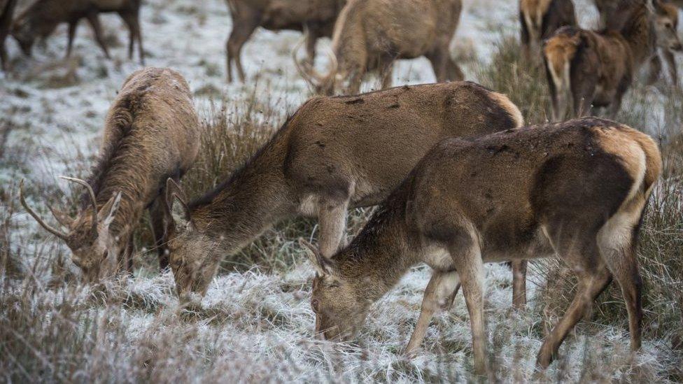 Deer eat in a frosty Richmond Park