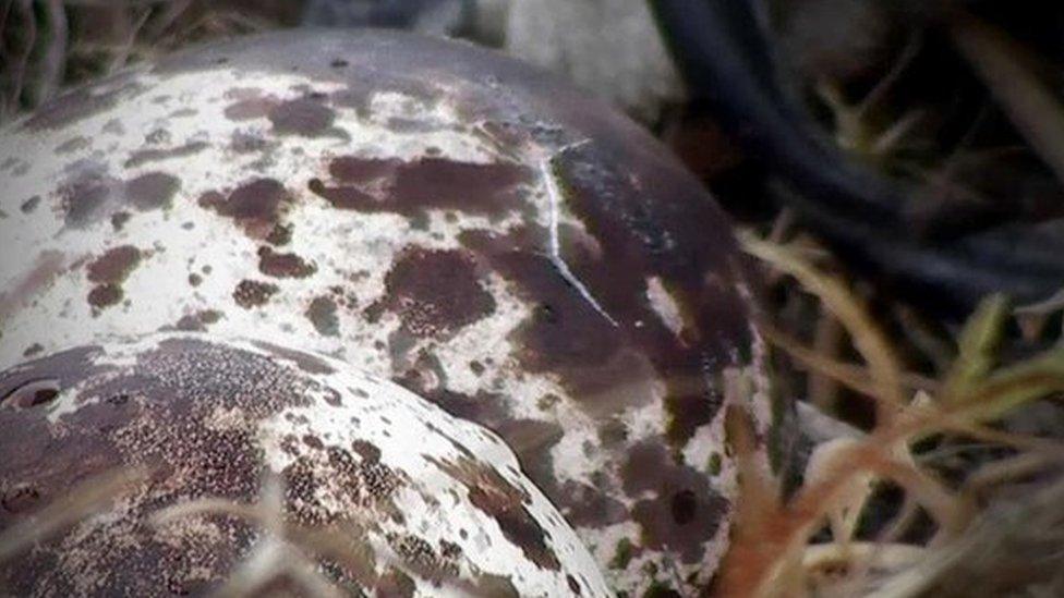 Osprey bird hatching