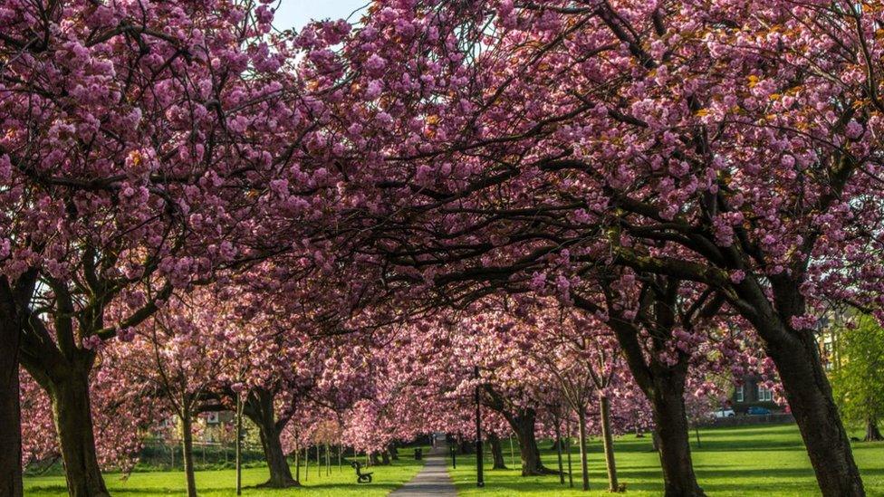 Pink blossom trees