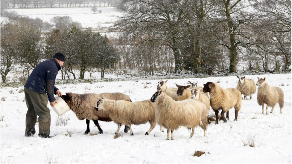 sheep in the snow