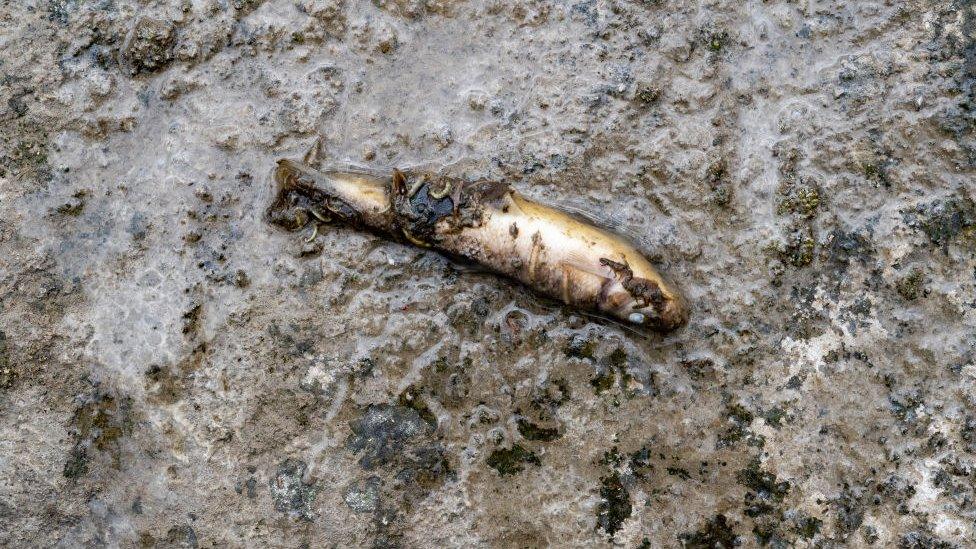 A dead fish seen in the area of the spill