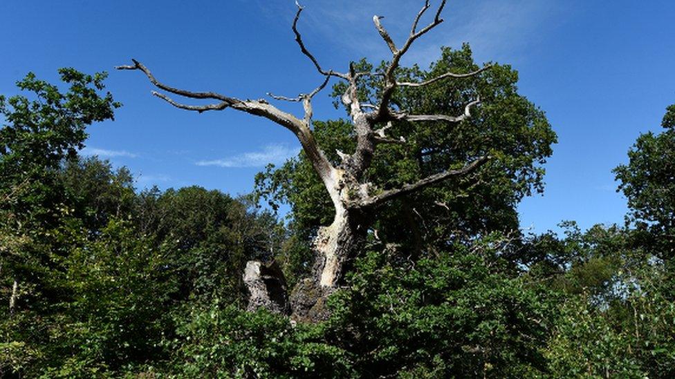 The Belvoir Oak, Belvoir Park Forest, Belfast