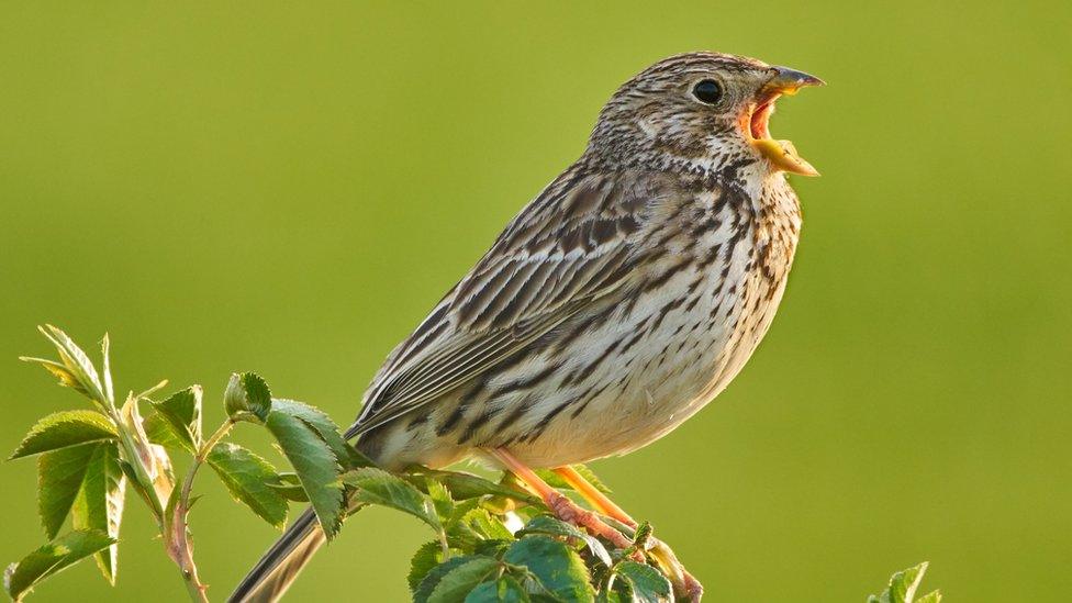 corn bunting