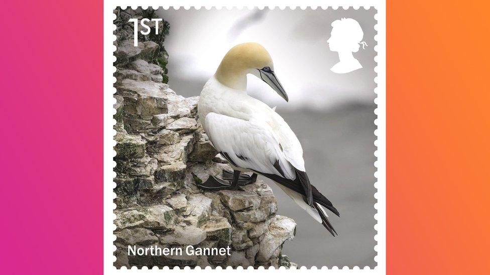 northern gannet