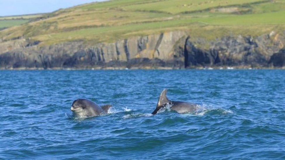 Dolffiniaid oddi ar arfordir Mwnt