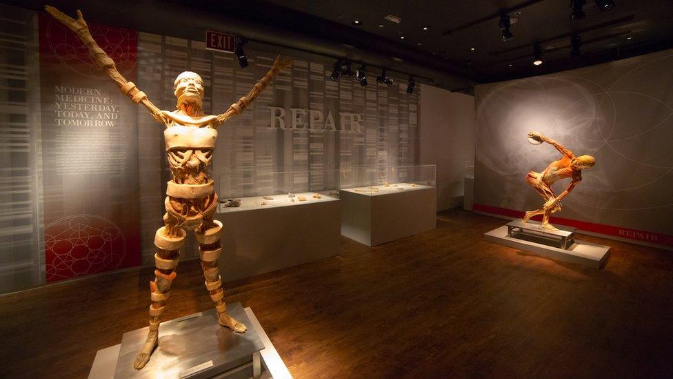 Two plastinated bodies on display at an exhibition in Sydney