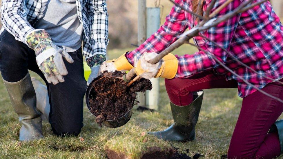 Planting tree