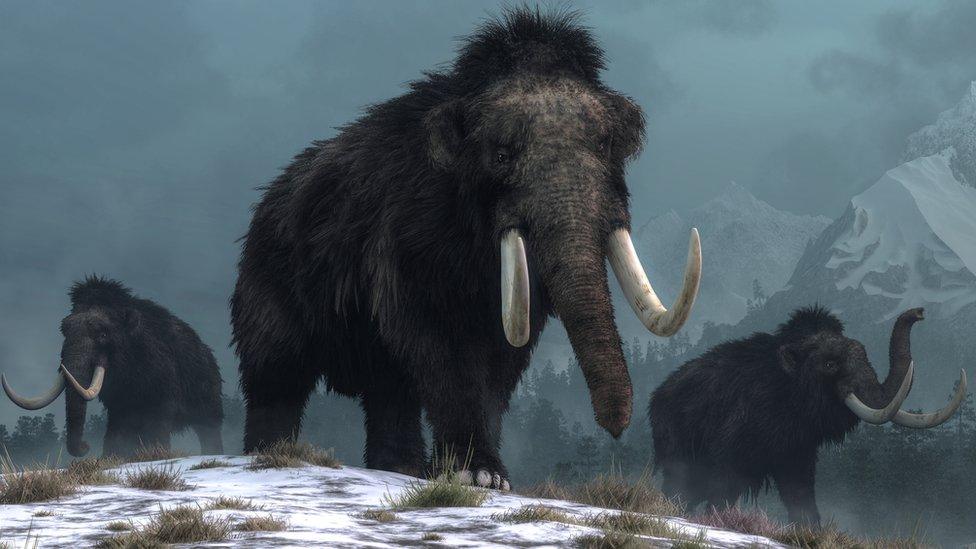 Mammoths.