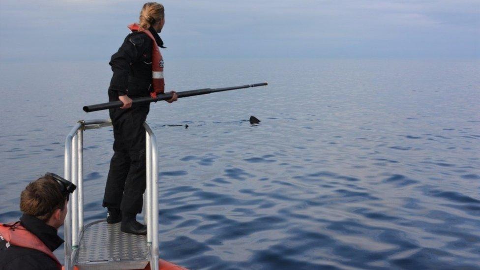 Swabbing a basking shark