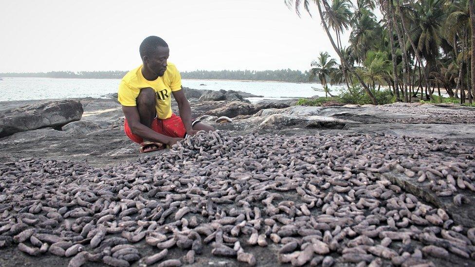 Man sorting sea cucumbers