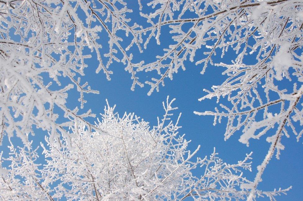 Crisp white branches against a blue sky