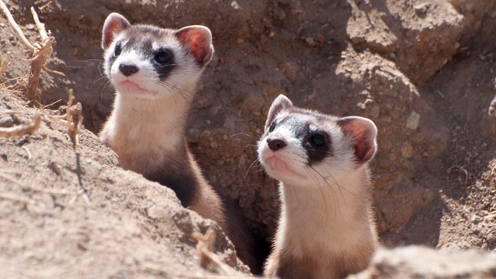 Black-footed ferrets