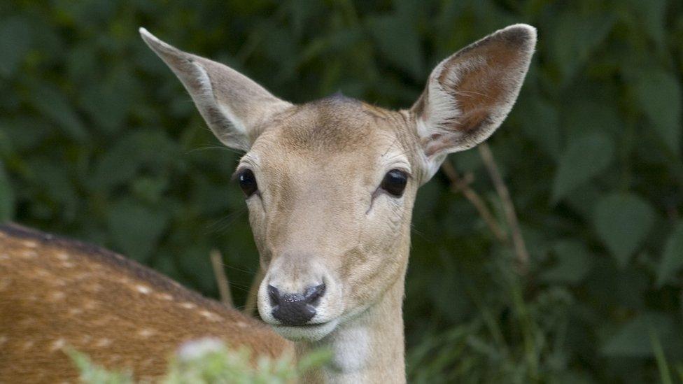 Fallow deer