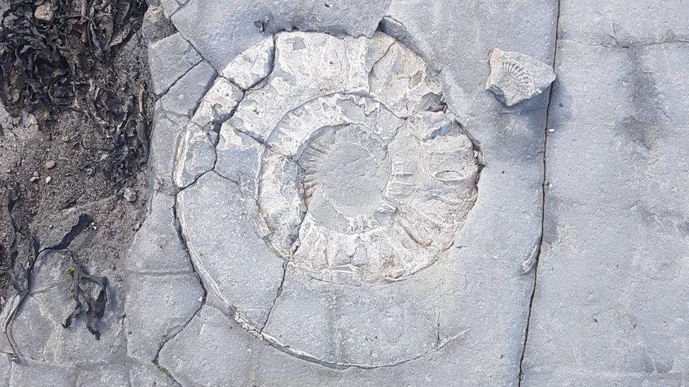 Ammonite