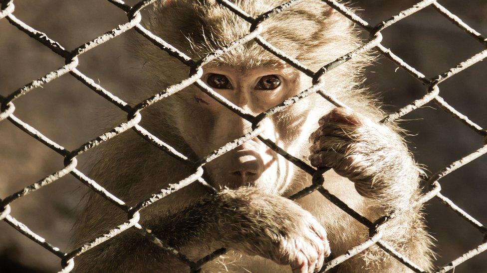 Baboon in a cage