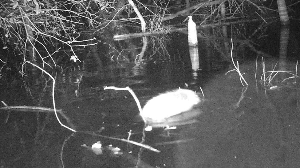 Night footage of a beaver in water