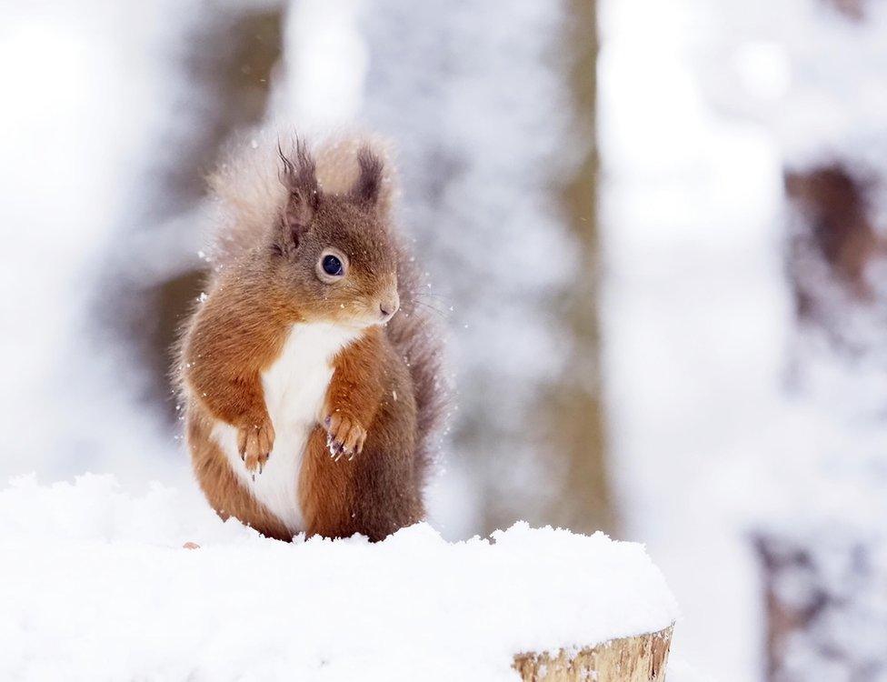 Pia in Perth captured tiny flakes of snow dotted in this red squirrel's tail