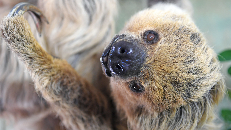 Paula the sloth, Halle Zoo, Germany, 2019