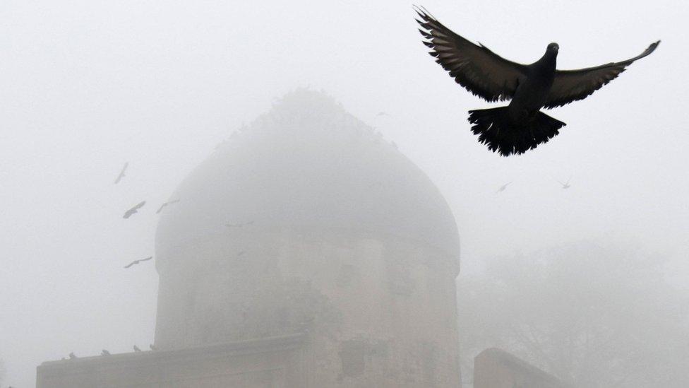 File image of a pigeon in New Delhi