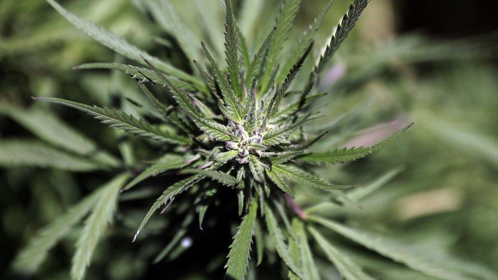 A female cannabis plant