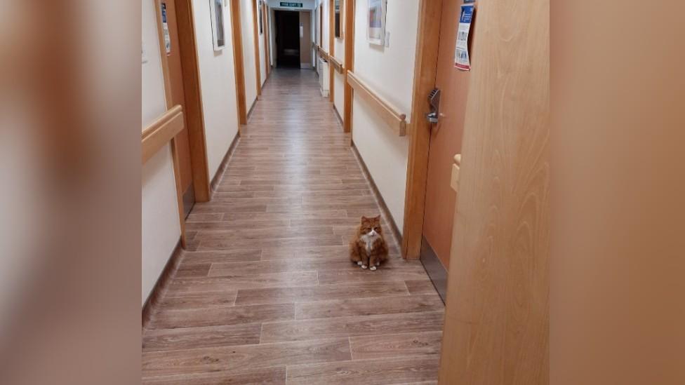 Henry the cat at Addenbrooke's Hospital