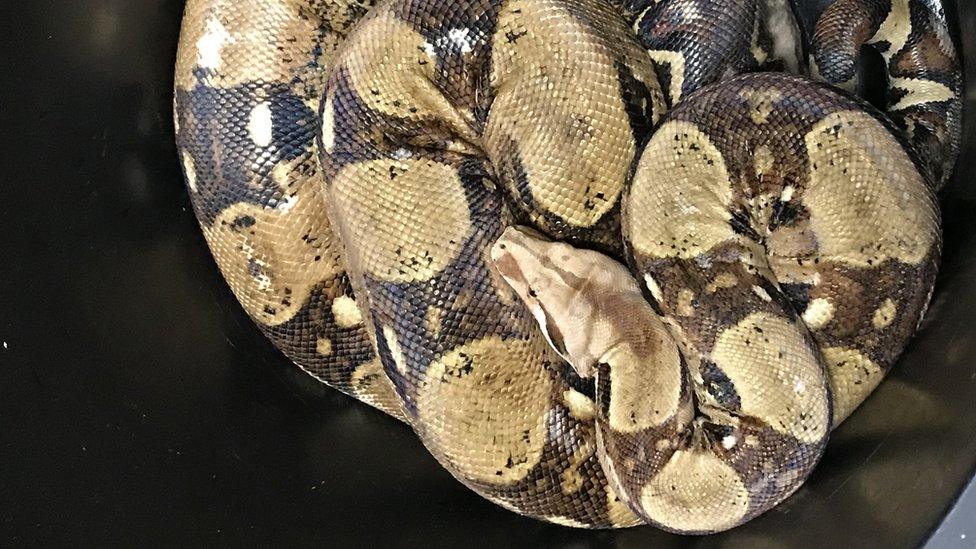 Boa constrictor found in Lawrence Weston in Bristol