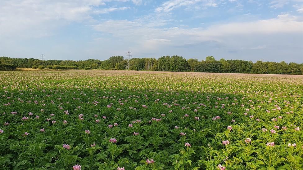 Potato field