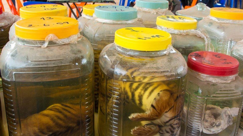 Dead tiger cubs in jars.